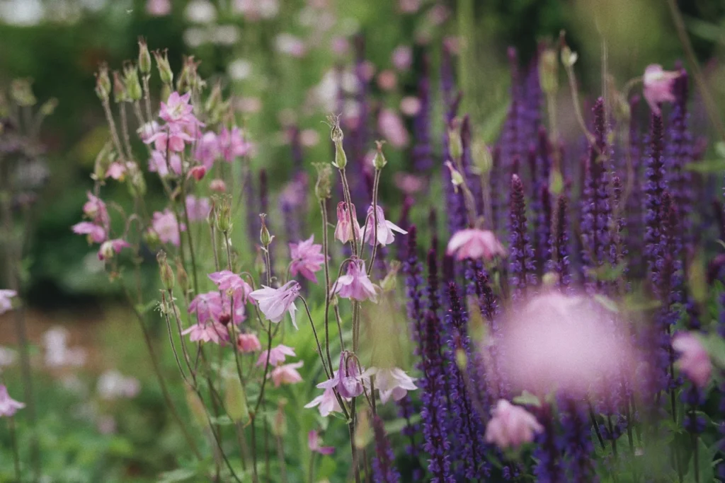 wild flower meadow 1