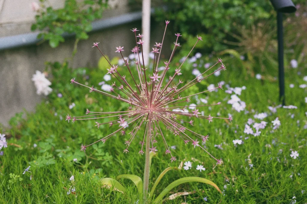 wild flower meadow 7