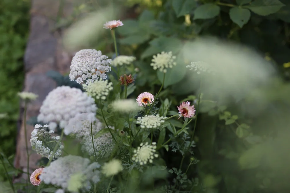 wild flower meadow 5