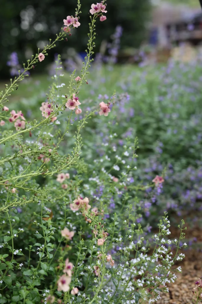 wild flower meadow 3