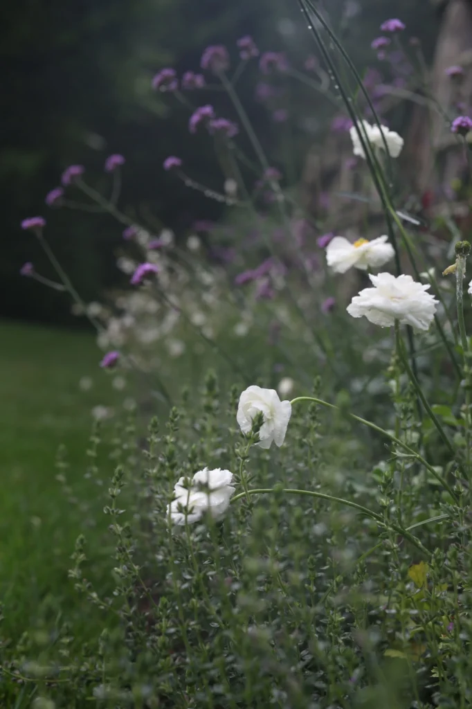 wild flower meadow 2