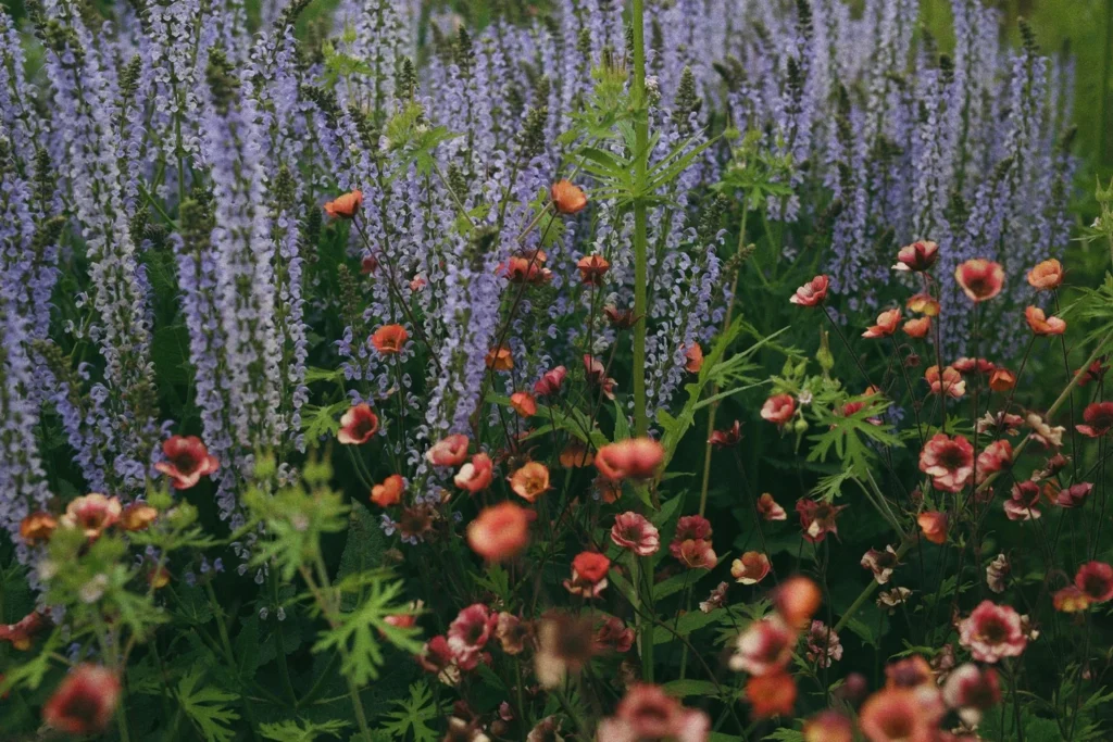 flower garden
