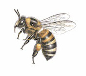 nature's bee and polinator