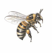 Bee - a pollinator